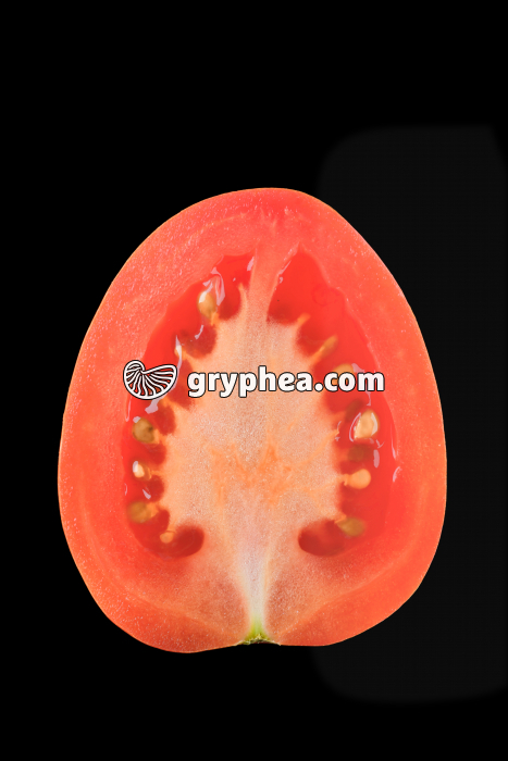 Tomate (Solanum lycopersicum) - fruit CL  - gryphea.com